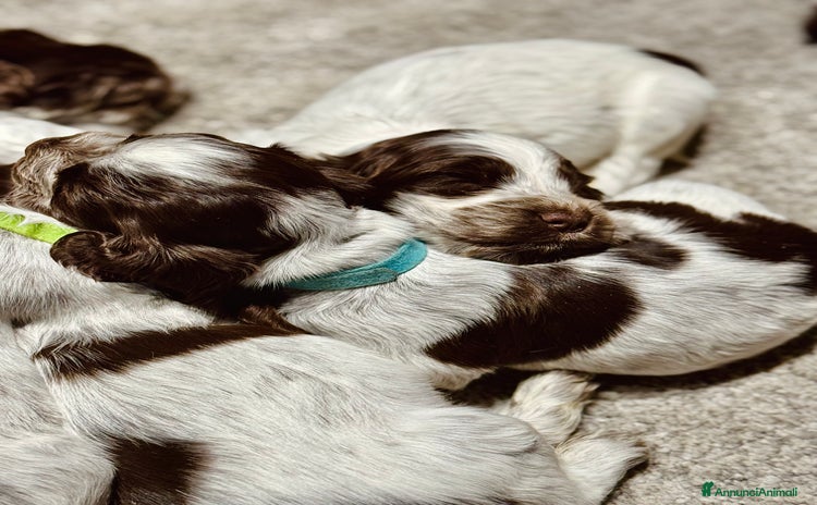 Cocker cani - Annuncio 1