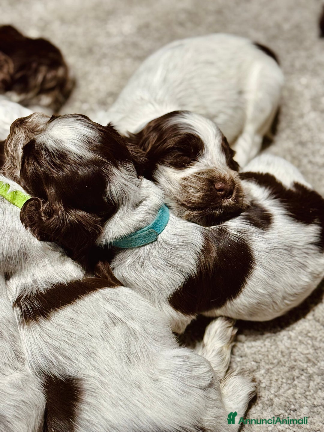 Cocker cani in vendita: Cocker Spaniel Inglesi - Cioccolato Roano  - Annuncio 11
