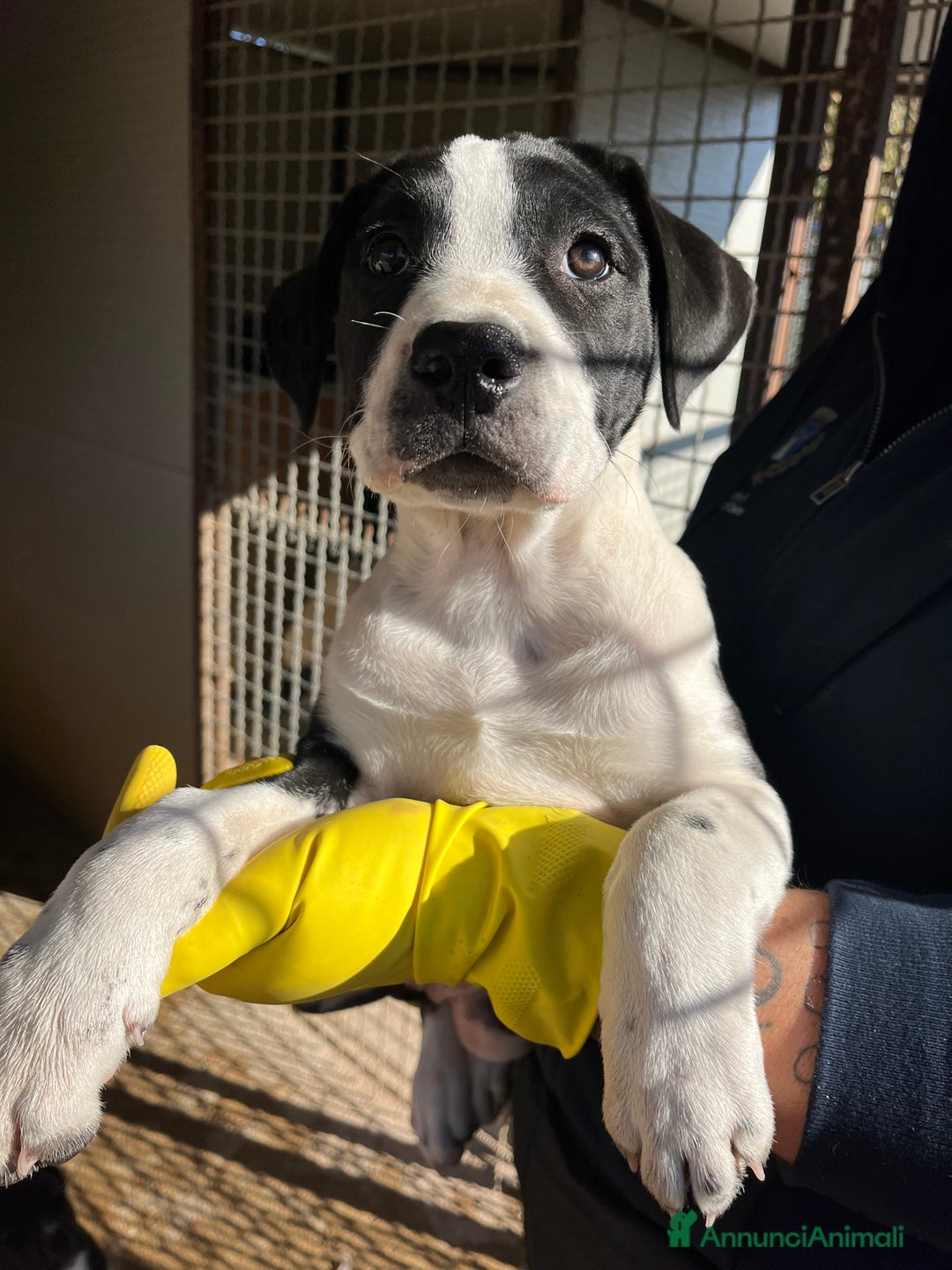 Meticcio cani in regalo: Cucciole sorelle in canile  - Annuncio 4