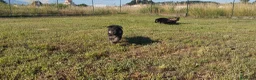 Pastore Tedesco cani in vendita: Pastore tedesco  - Annuncio 2