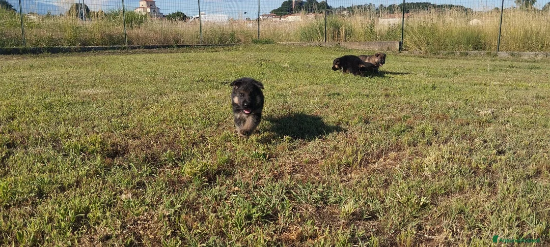 Pastore Tedesco cani in vendita: Pastore tedesco  - Annuncio 2