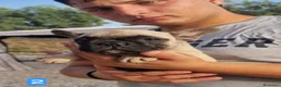 Bulldog Francese cani in vendita: Bulldog francese cuccioli a Città metropolitana di Roma Capitale - Annuncio 3