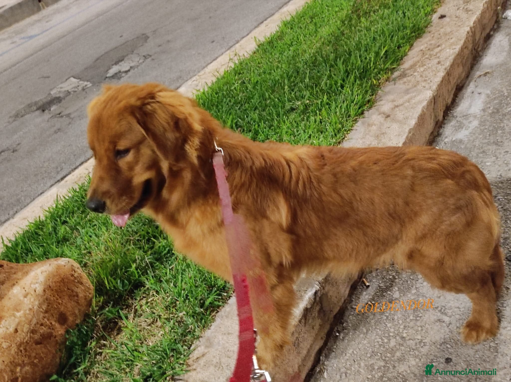 Golden Retriever cani GOLDEN RETRIEVER DI LINEA AMERICANA(CUCCIOLATA) - Annuncio 3