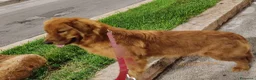 Golden Retriever cani in vendita: GOLDEN RETRIEVER DI LINEA AMERICANA(CUCCIOLATA) - Annuncio 1