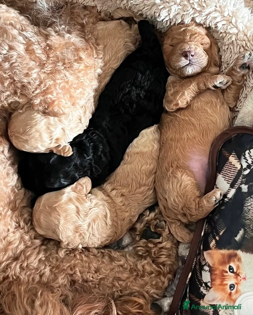 Barboncino cani in vendita: Cuccioli barboncino - Annuncio 1