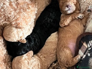 Barboncino cani Cuccioli barboncino - Annuncio 4