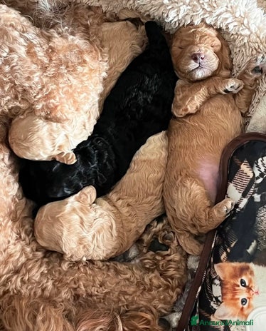 Barboncino cani Cuccioli barboncino - Annuncio 2