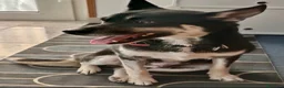 Meticcio cani in regalo: Linda a Provincia di Potenza - Annuncio 2