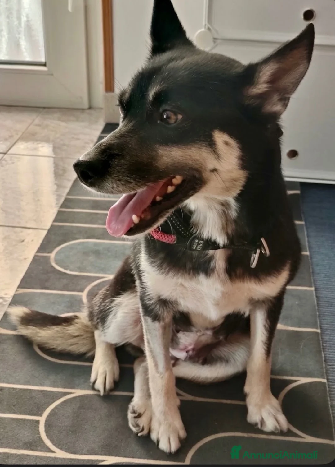 Meticcio cani in regalo: Linda a Provincia di Potenza - Annuncio 2