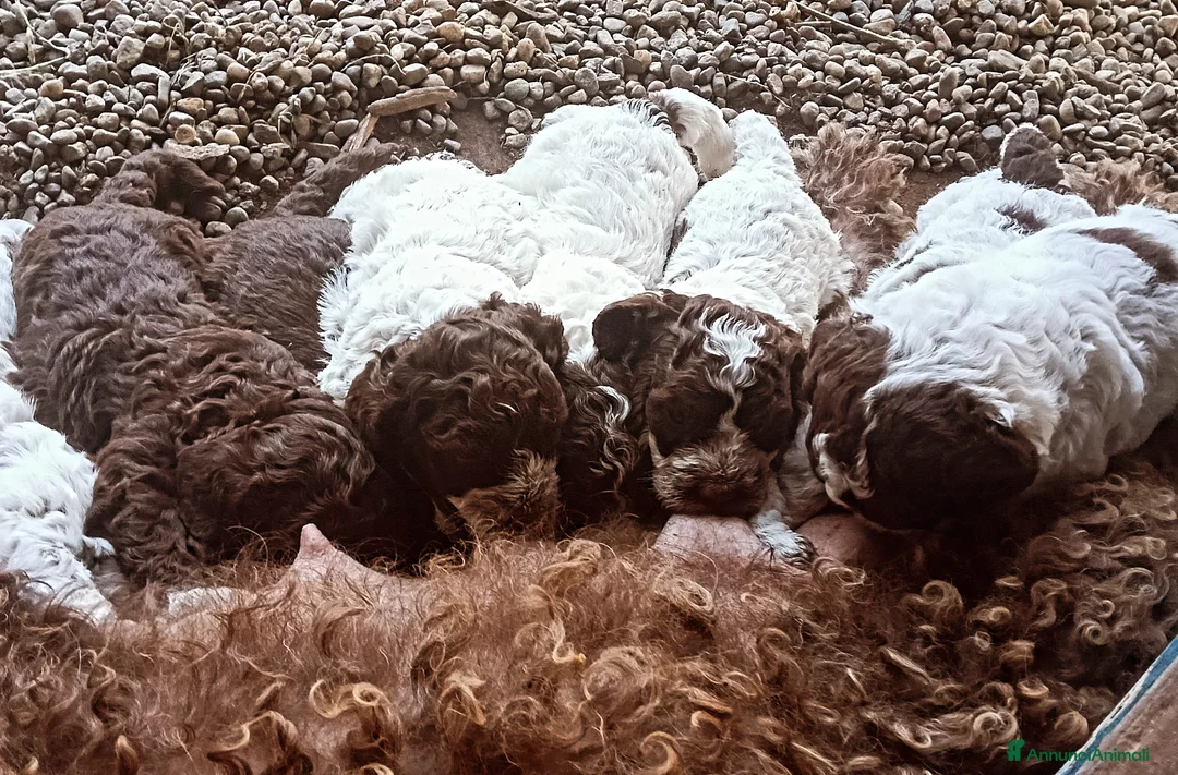 Lagotto cani in vendita: Cuccioli Lagotto Romagnolo  - Annuncio 2
