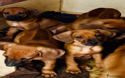 Rhodesian Ridgeback cani in vendita: Cuccioli pronti ad essere accolti  - Immagine 14