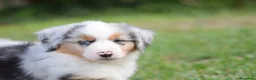 Miniature American Shepherd cani in vendita: MINIATURE AMERICAN SHEPHERD - Annuncio 2