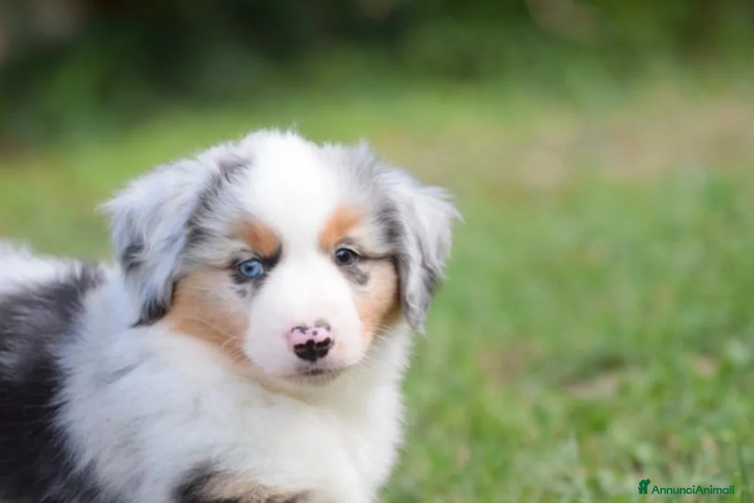 Miniature American Shepherd cani in vendita: MINIATURE AMERICAN SHEPHERD - Annuncio 2
