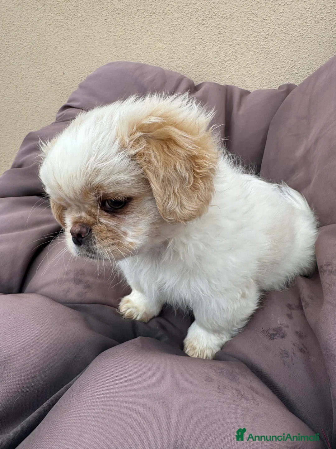 Pechinese cani in vendita: Cuccioli pechinese  - Annuncio 7