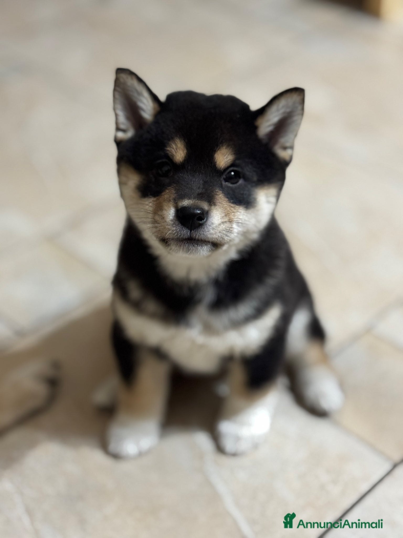 Shiba Inu cani Cuccioli Shiba Inu black and tan - Annuncio 1