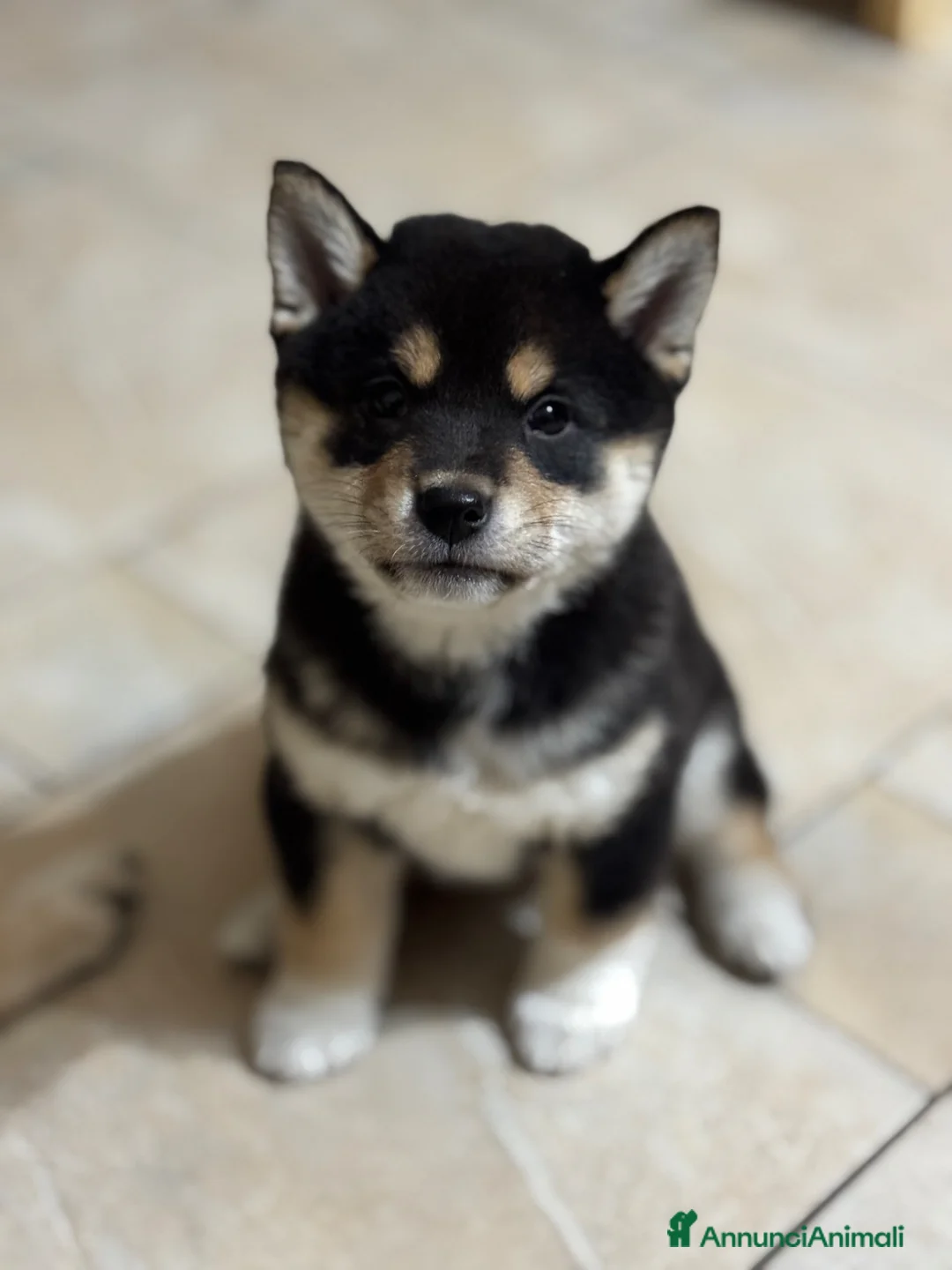 Shiba Inu cani in vendita: Cuccioli Shiba Inu black and tan a Città metropolitana di Palermo - Annuncio 1
