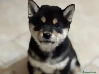 Shiba Inu cani Cuccioli Shiba Inu black and tan - Annuncio 1