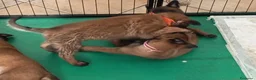 Pastore Belga cani in vendita: Cuccioli Pastore Belga Malinois Alta Genealogia a Provincia di Latina - Annuncio 9