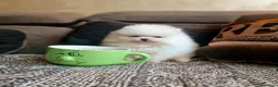 Spitz cani in vendita: Spitz di Pomerania  - Annuncio 5