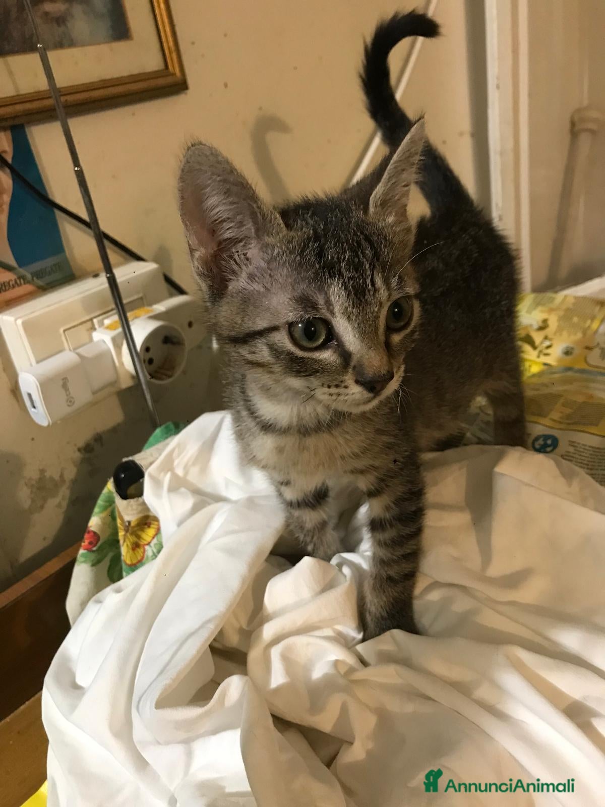 Europeo gatti Fatto cucciolo 2 mesi e mezzo cerca casa - Annuncio 29