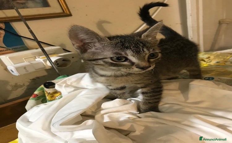 Europeo gatti - Annuncio 10