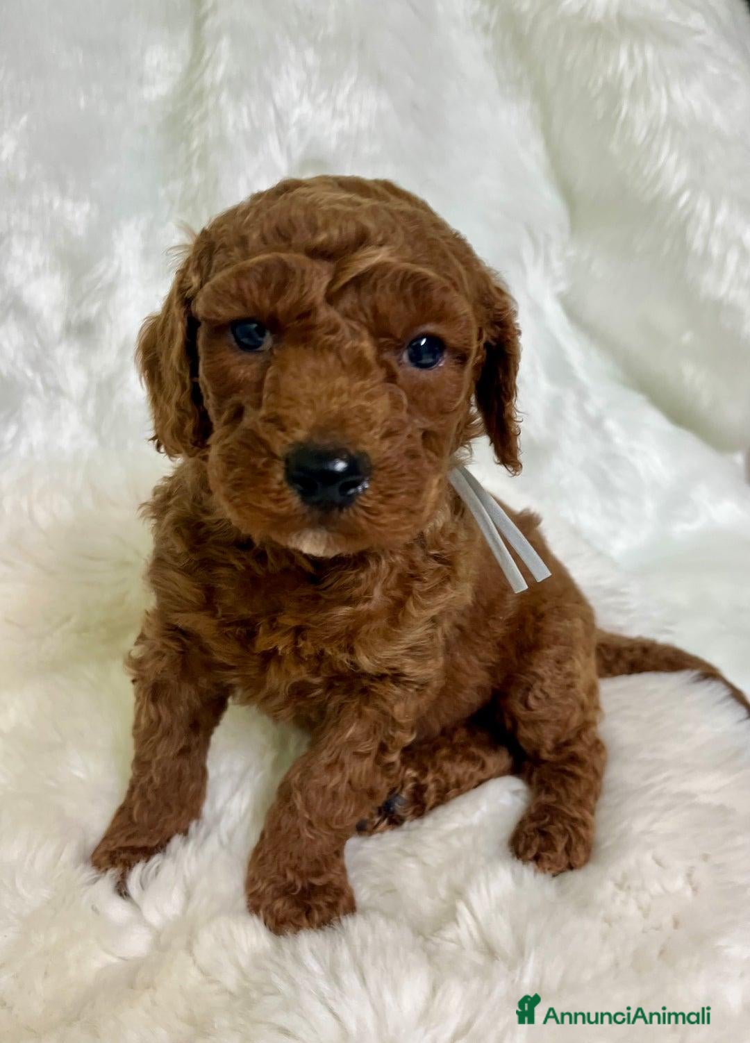 Golden Retriever cani in vendita: Australian Golden DoubleDoodle - Annuncio 2