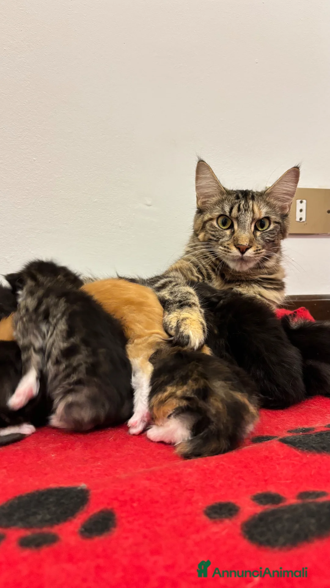 Maine Coon gatti in vendita: Cuccioli di Maine Coon  - Annuncio 8