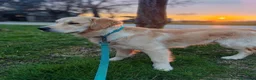 Golden Retriever cani per accoppiamento: Golden retriever da monta - Annuncio 4
