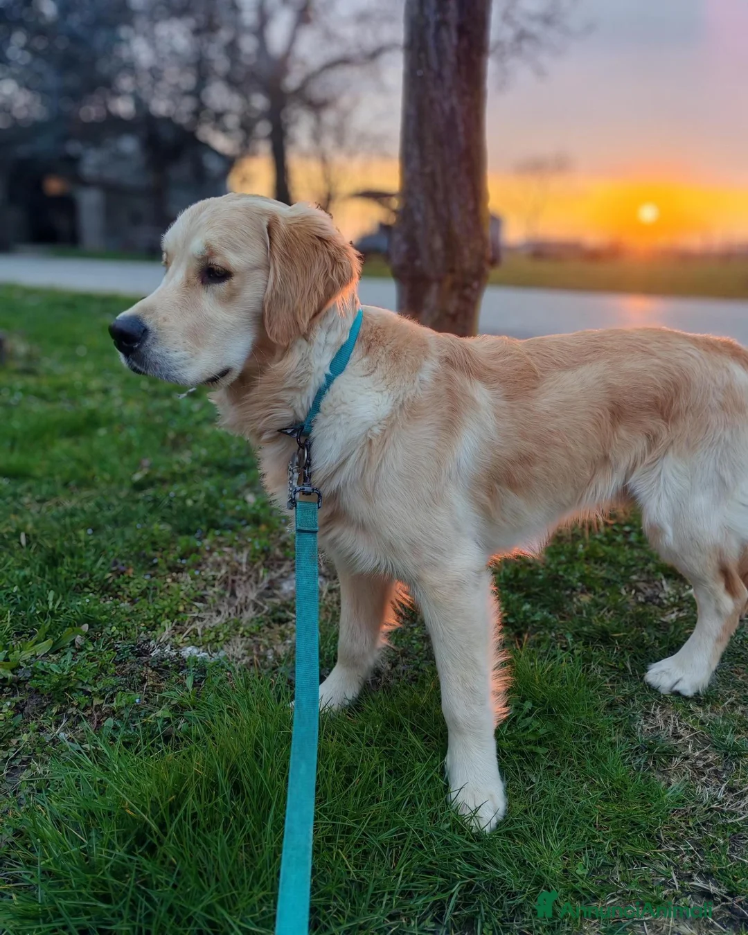 Golden Retriever cani per accoppiamento: Golden retriever da monta - Annuncio 4