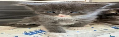 Maine Coon Gattino 2
