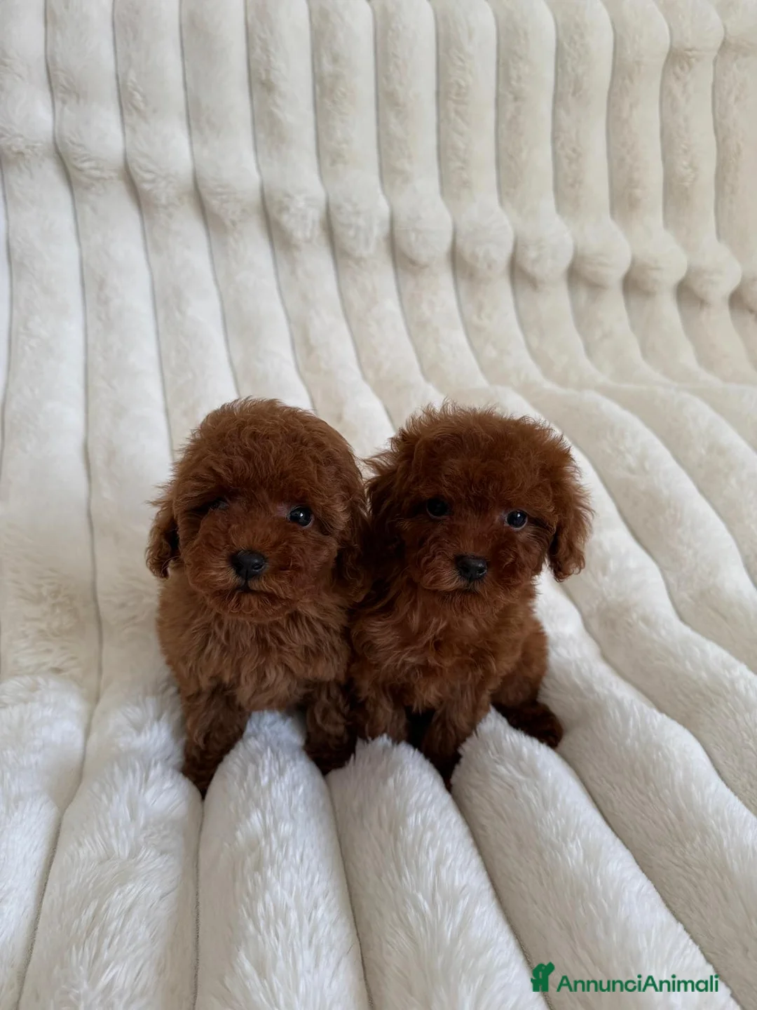 Barboncino Toy cani in vendita: Barboncino Toy Red disponibili - Annuncio 9