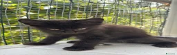Maine Coon gatti in vendita: Cucciolo di maine coon manto nero (Daiquiri) - Annuncio 5