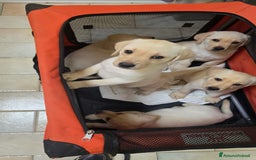 Labrador cani in vendita: Cuccioli Labrador  a Provincia di Perugia - Immagine 26