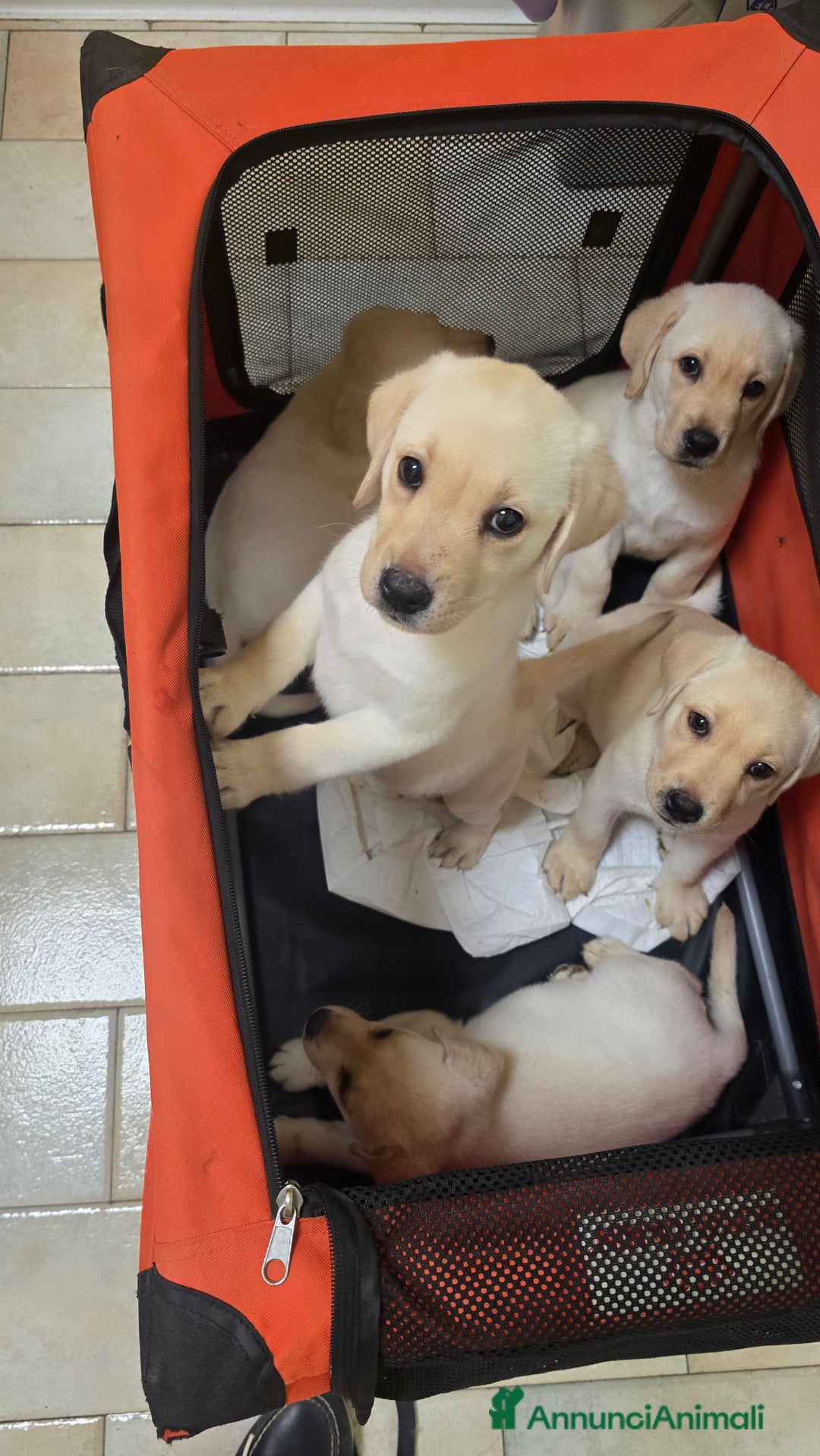 Labrador cani in vendita: Cuccioli Labrador  a Provincia di Perugia - Immagine 26