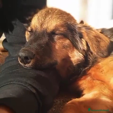 Meticcio cani SOPHIE, bellissima cucciola senza famiglia! - Annuncio 2