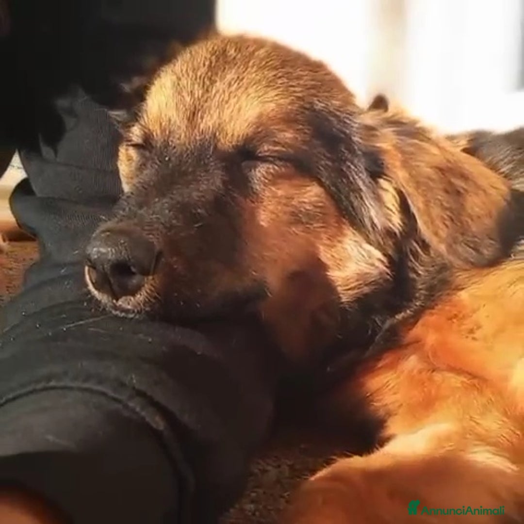 Meticcio cani in regalo: SOPHIE, bellissima cucciola senza famiglia! - Annuncio 2