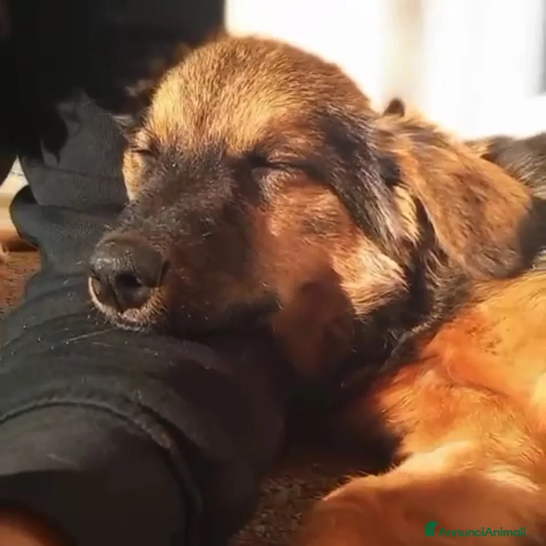 Meticcio cani in regalo: SOPHIE, bellissima cucciola senza famiglia! - Annuncio 2