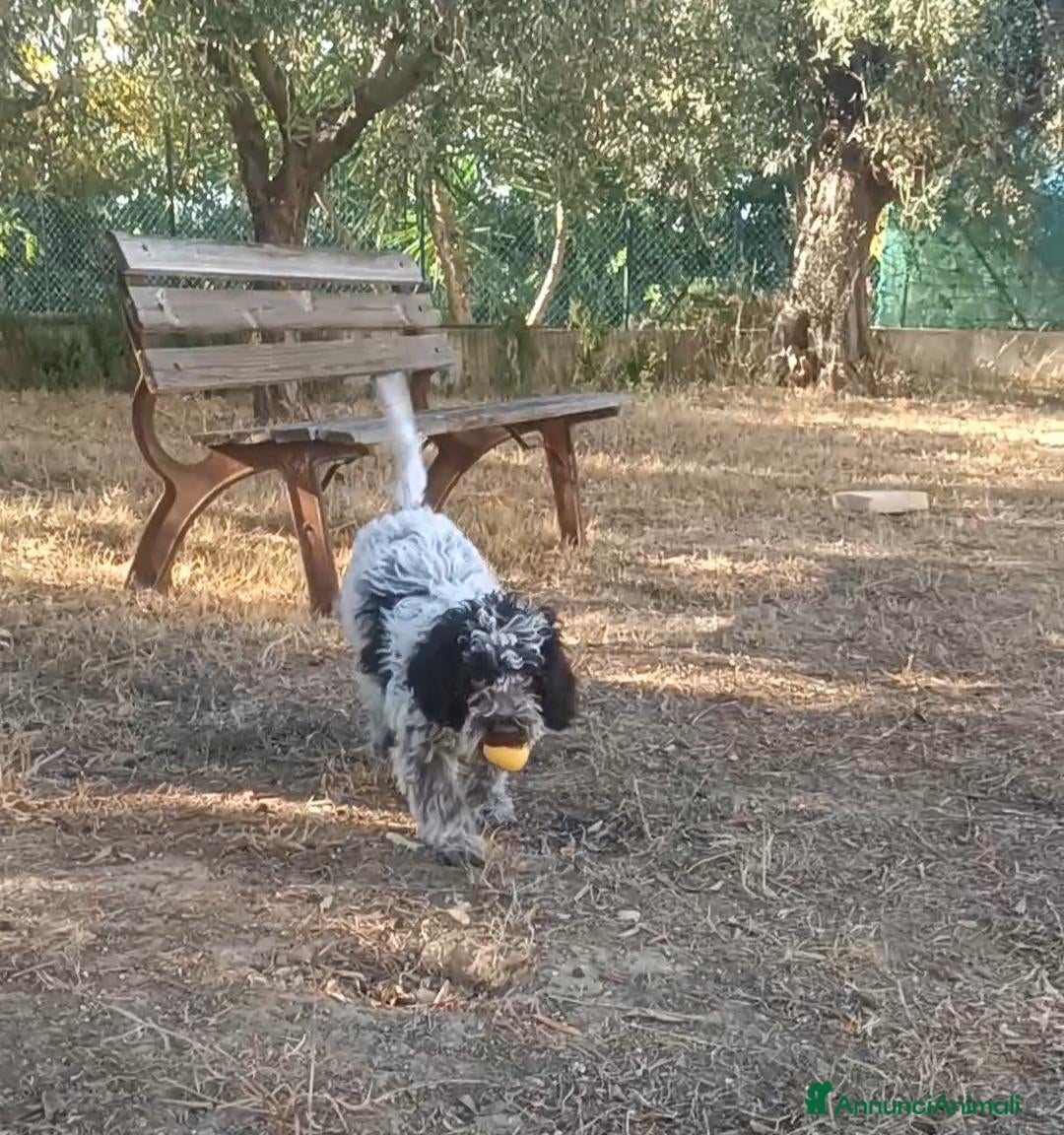 Lagotto cani Cuccioli di Lagotto Romagnolo con Pedigree ROI - Annuncio 7
