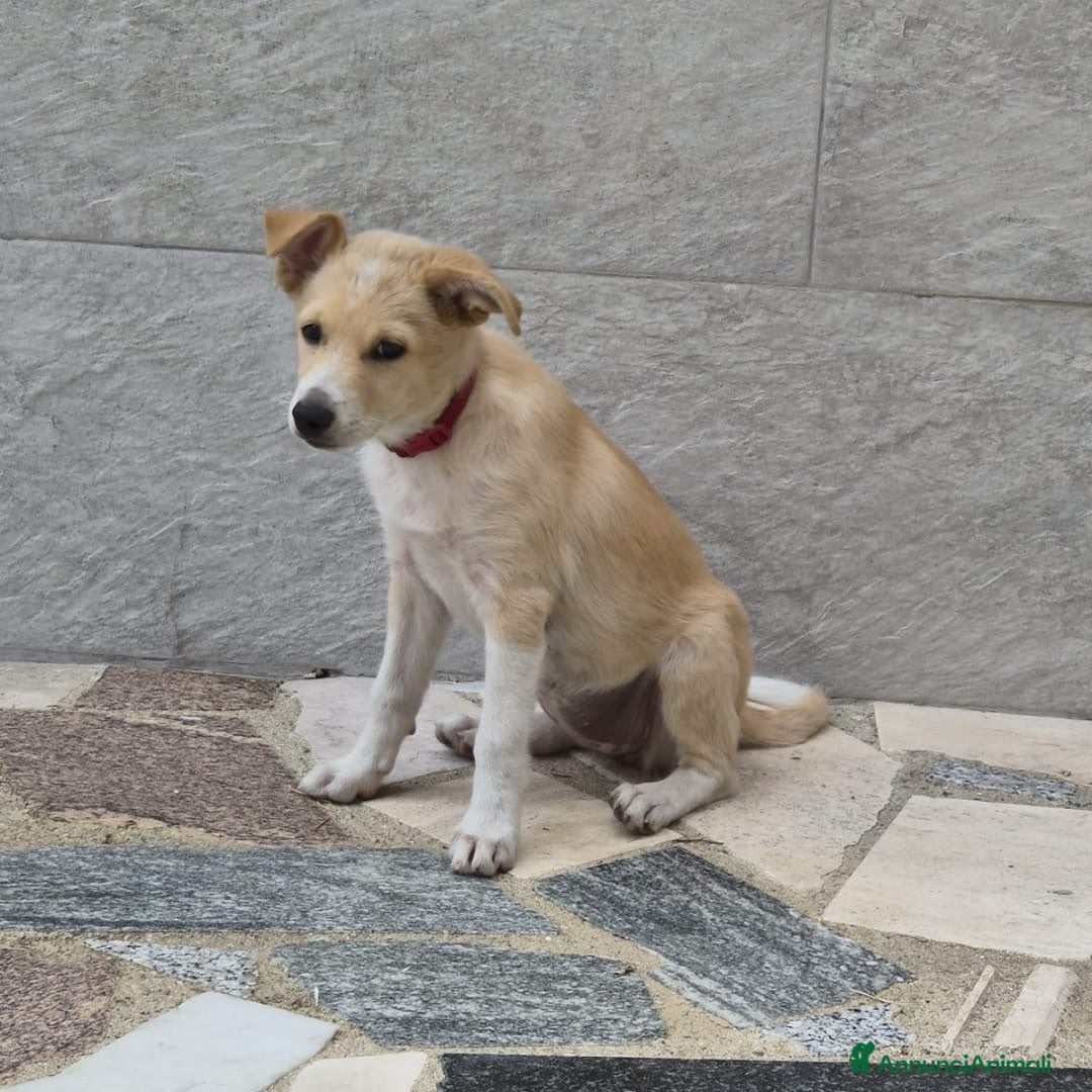 Meticcio cani FIAMMA 🩷  IL CORAGGIO HA QUATTRO ZAMPE - Annuncio 18