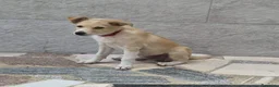 Meticcio cani in regalo: FIAMMA 🩷  IL CORAGGIO HA QUATTRO ZAMPE a Provincia di Asti - Annuncio 1