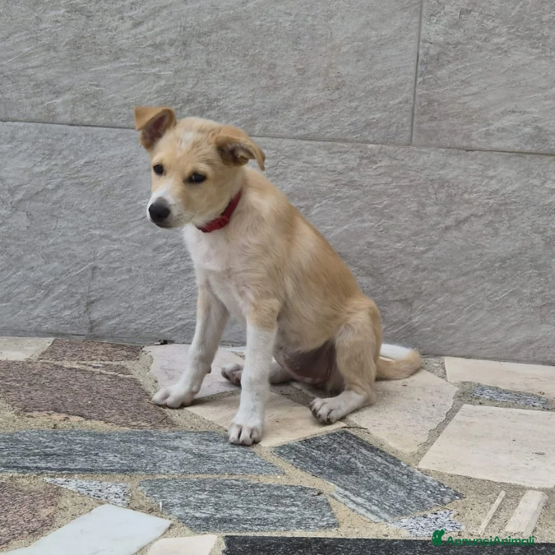 Meticcio cani in regalo: FIAMMA 🩷  IL CORAGGIO HA QUATTRO ZAMPE a Provincia di Asti - Annuncio 1
