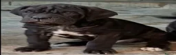 Mastino Napoletano cani in vendita: Mastino napoletano  - Annuncio 3