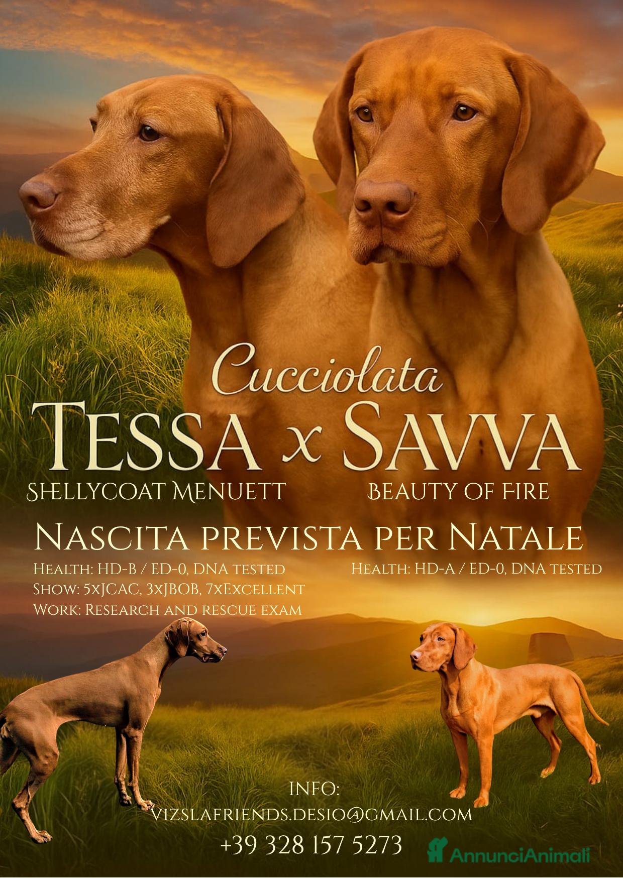 Vizsla cani Stupenda Cucciolata Bracco Ungherese (Vizsla) - Annuncio 1