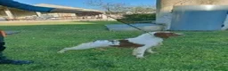 Breton cani in vendita: Ciccioli di Epagneul Breton a Provincia di Novara - Annuncio 5