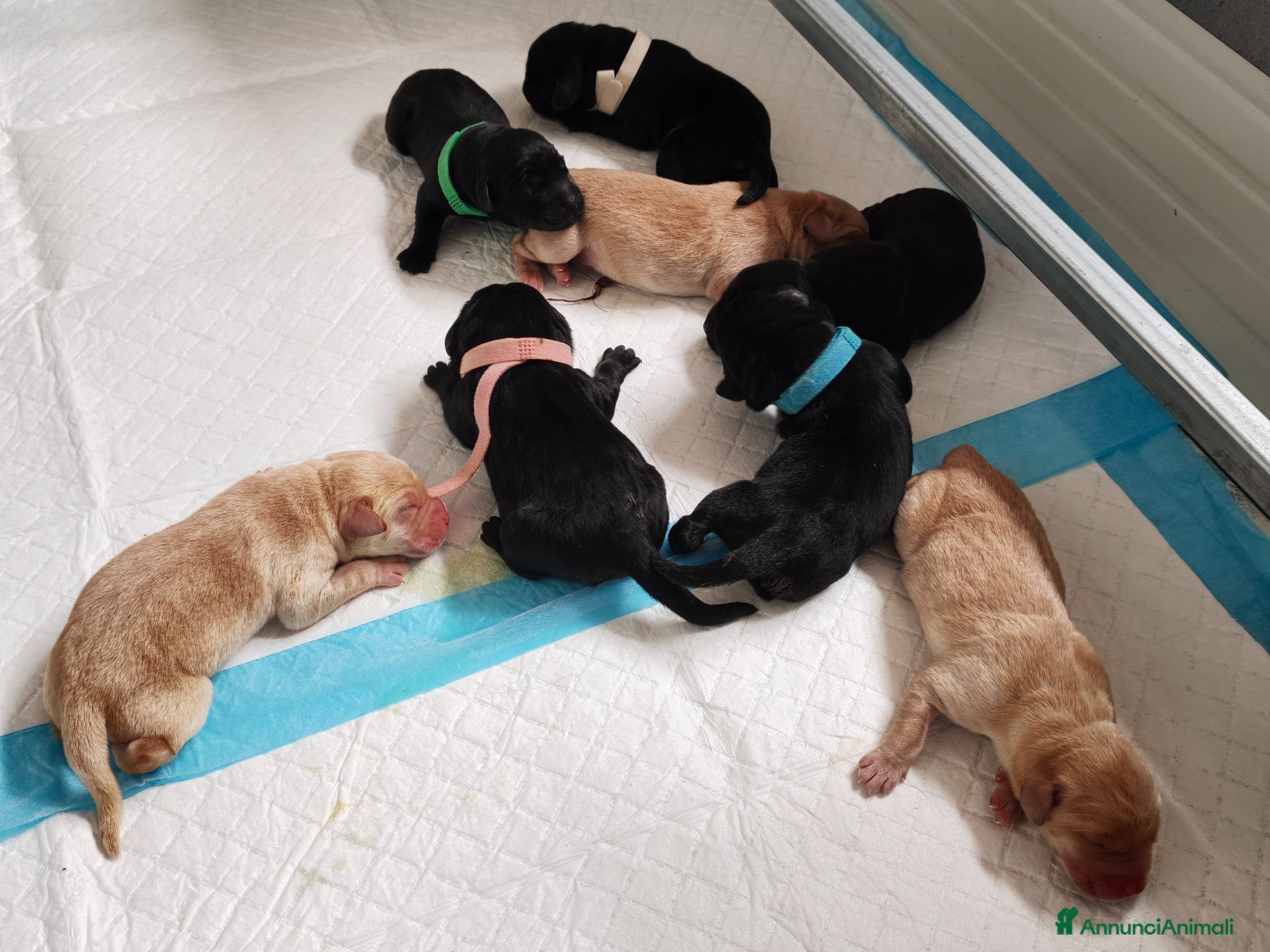 Labrador cani Cuccioli di Labrador retriever neri e gialli - Annuncio 1