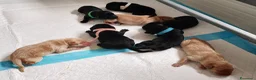 Labrador cani in vendita: Cuccioli di Labrador retriever neri e gialli - Annuncio 1