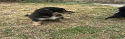 Meticcio cani in regalo: Cuccioli cercano casa a Provincia di Avellino - Annuncio 4