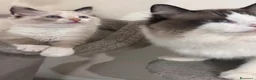Ragdoll gatti in vendita: Ragdoll - Annuncio 2
