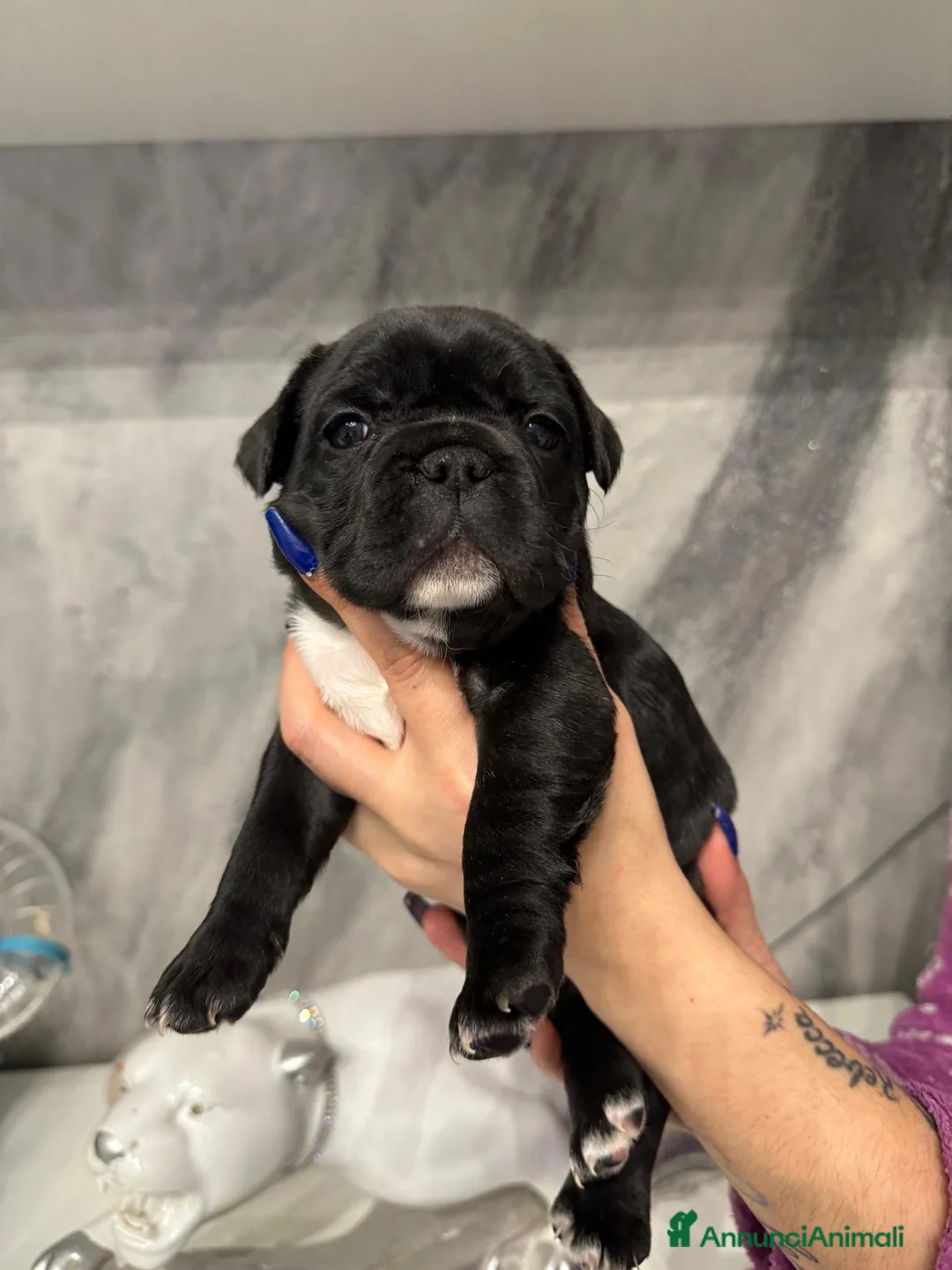 Bulldog Francese cani in vendita: Ultime 2 Bulldog Francesi  - Annuncio 3