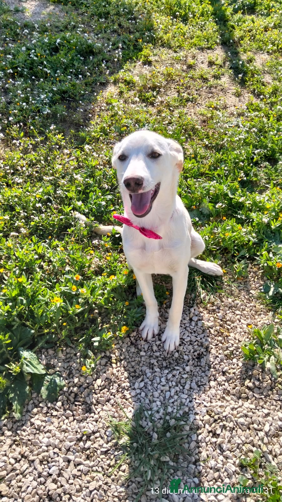 Meticcio cani Erika una cucciola rimasta sola  - Annuncio 1